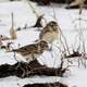 A pair of Lapland longspurs in a field.